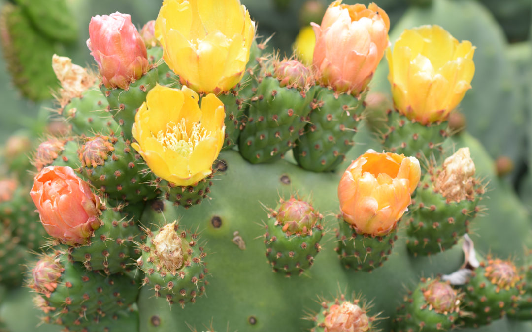 Arizona Cacti blooms in the spring