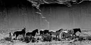 A pack of wild horses in Arizona.